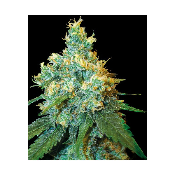 Jack Herer â  - 1