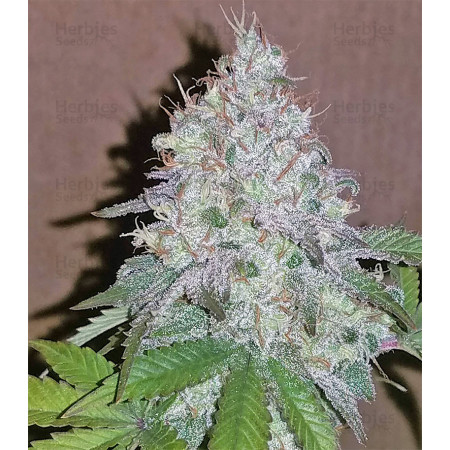 Neville's Haze - RÃ©guliÃ¨re  - 1