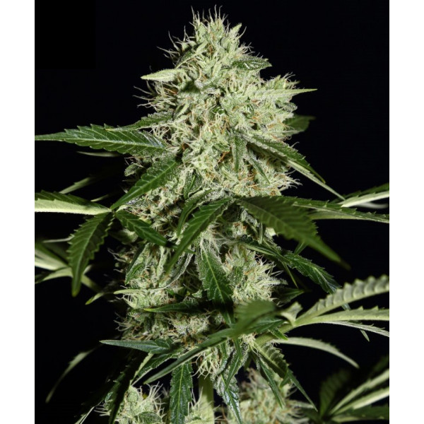 Northern Lights Auto  - 1 Northern Lights Auto  - 1