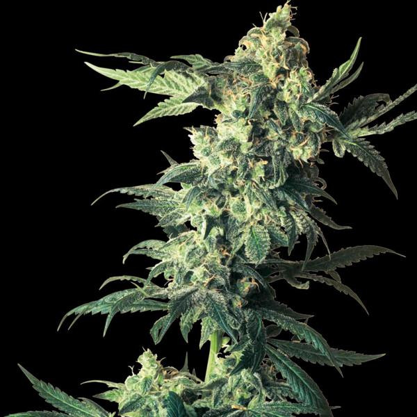 Northern Lights â  - 1