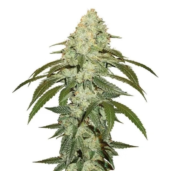 O.G Kush â™€  - 1