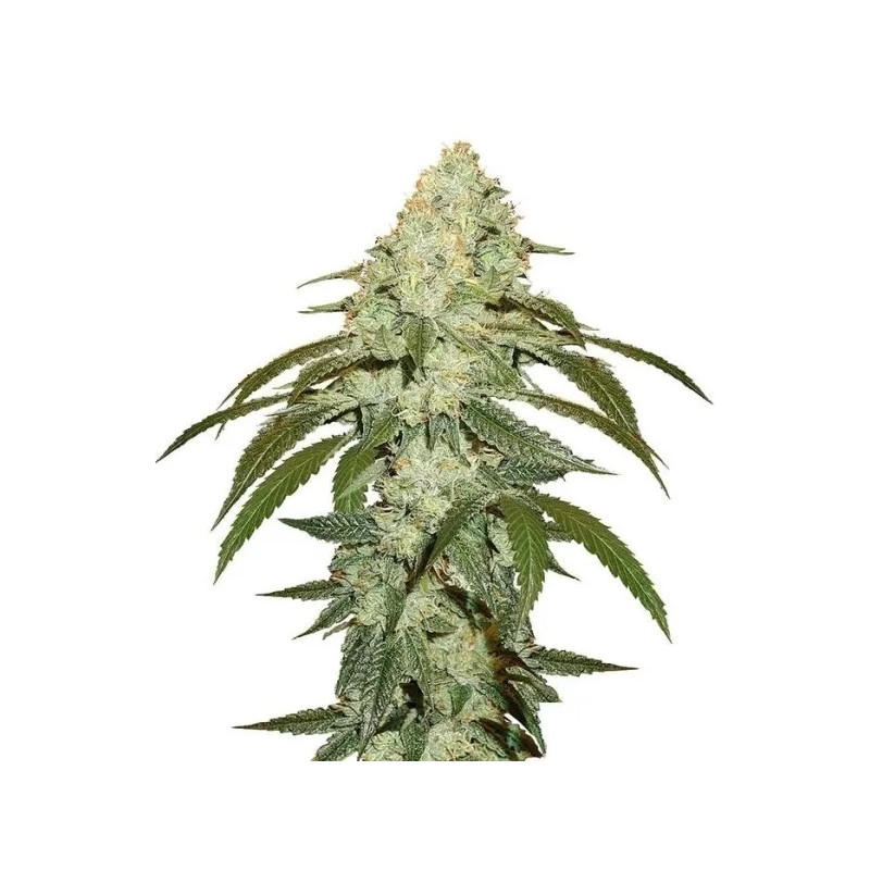 O.G Kush â™€  - 1