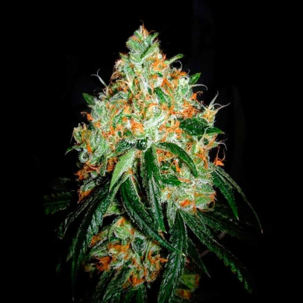 ORIGINAL ORANGE BUD â  - 1 ORIGINAL ORANGE BUD â  - 1