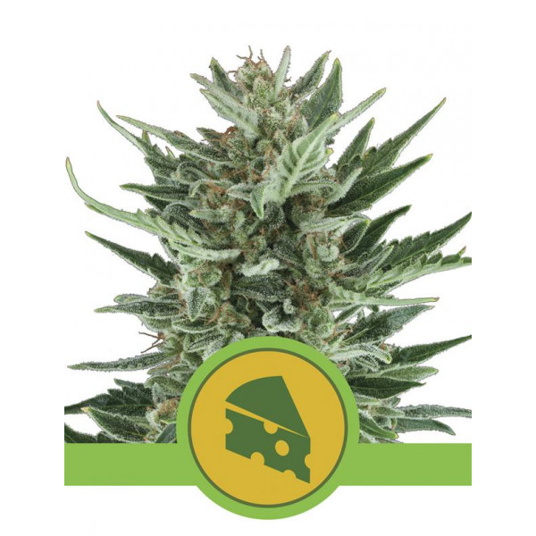 Royal Cheese Auto  - 1