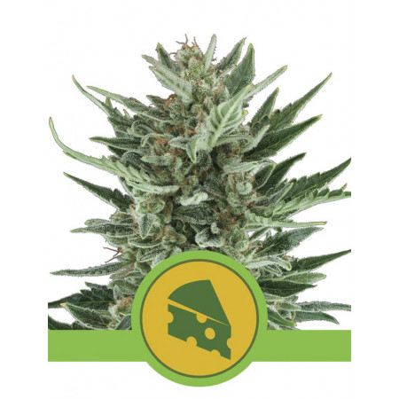 Royal Cheese Auto  - 1