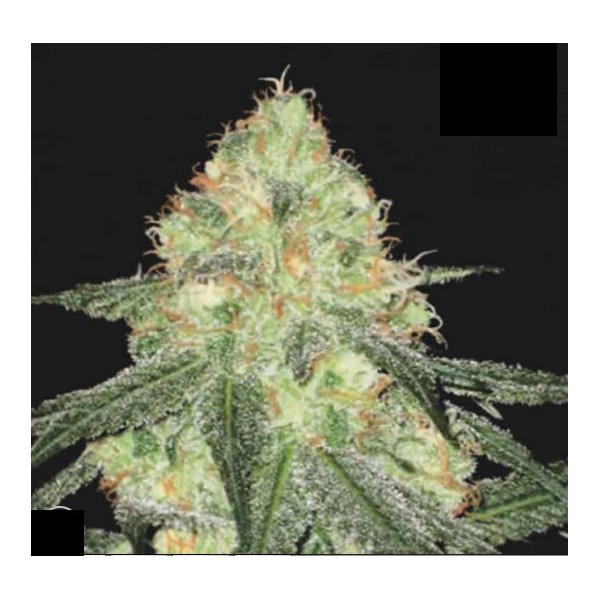SOUR DIESEL AUTO  - 1