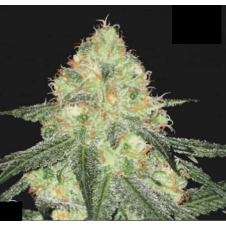SOUR DIESEL AUTO  - 1