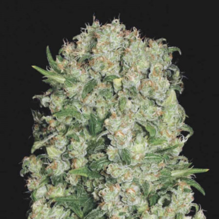 WHITE PRUSSIAN â™€  - 1