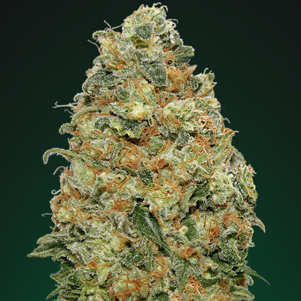 White Widow â™€  - 1