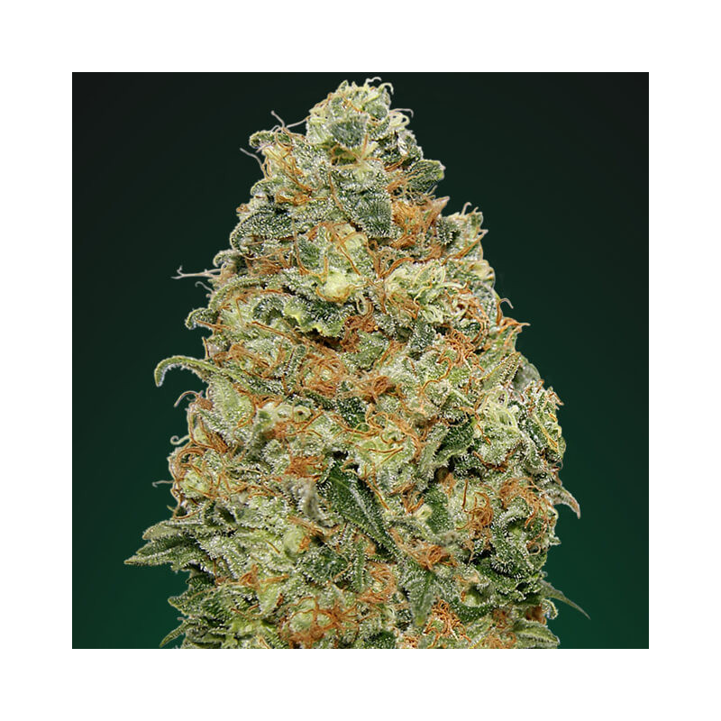 White Widow â™€  - 1