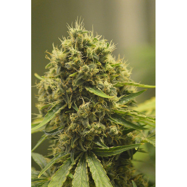 Mango Haze CBD â  - 1