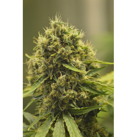 Mango Haze CBD â™€  - 1