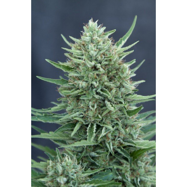 CBD MedGom Auto  - 1