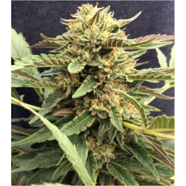 CBD Therapy â™€  - 1