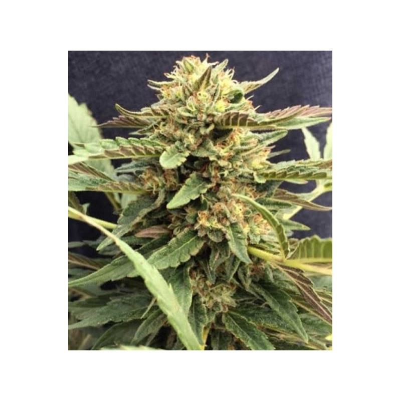 CBD Therapy â™€  - 1