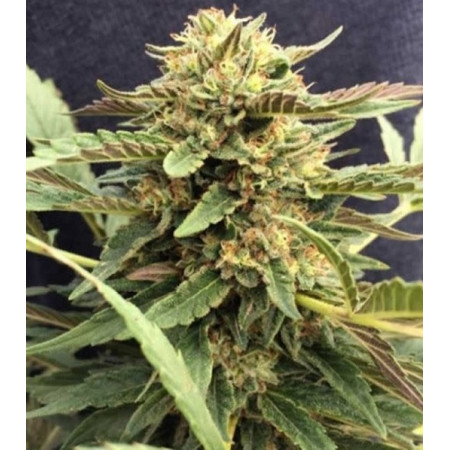 CBD Therapy â™€  - 1