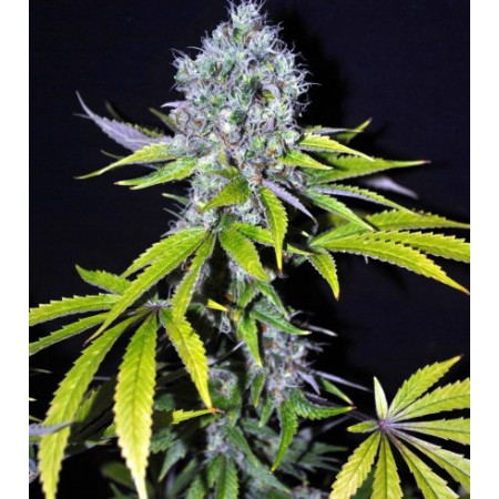 CBD YummY â™€  - 1