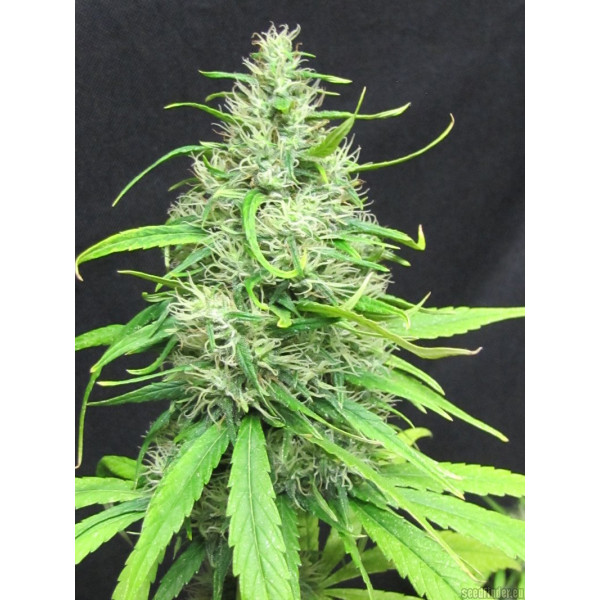 Super Silver Haze - Régulière  - 1