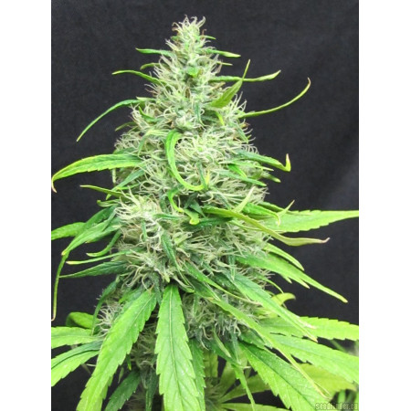 Super Silver Haze - RÃ©guliÃ¨re  - 1