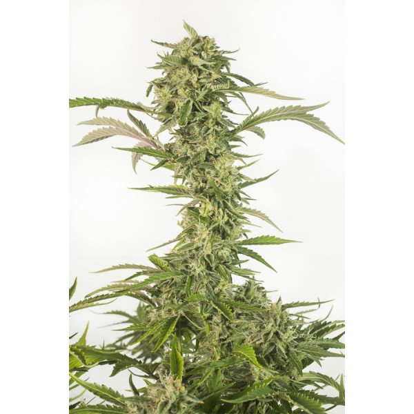 OG Kush Auto CBD  - 1