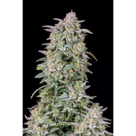 Forbidden-Runtz-Auto-1-izicbd.re