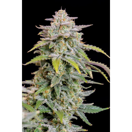 Forbidden-Runtz-Auto-3-izicbd.re