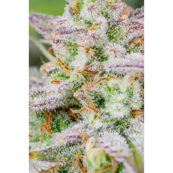 Forbidden-Runtz-Auto-4-izicbd.re