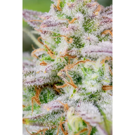 Forbidden-Runtz-Auto-4-izicbd.re