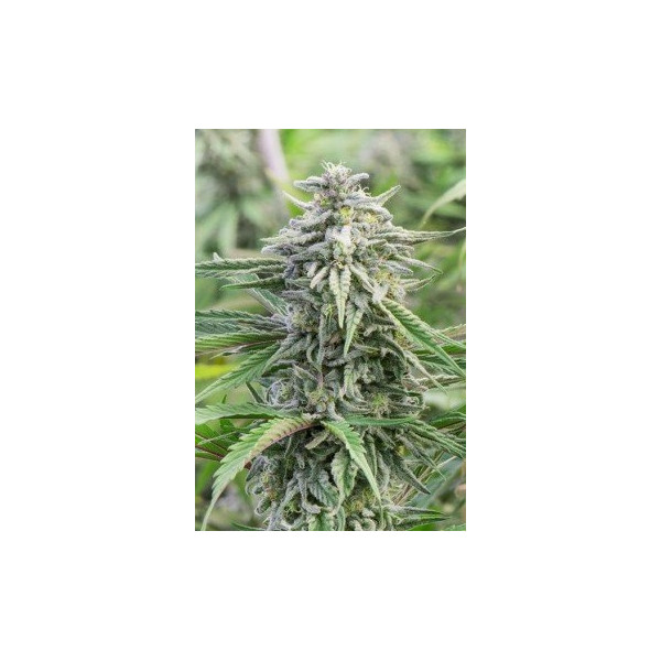 SPECIAL SKUNK AUTO  - 2