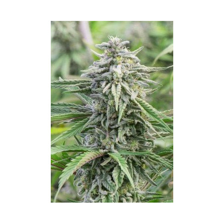 SPECIAL SKUNK AUTO  - 2