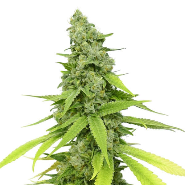 SPECIAL SKUNK AUTO  - 1