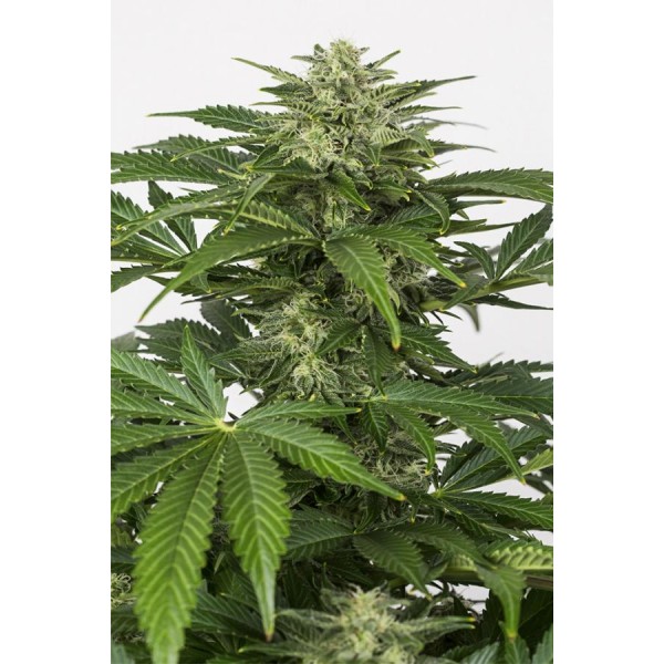 Haze AUTO CBD  - 1
