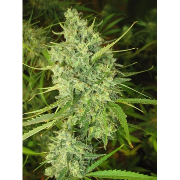 malawi-fem1-izicbd.re-974