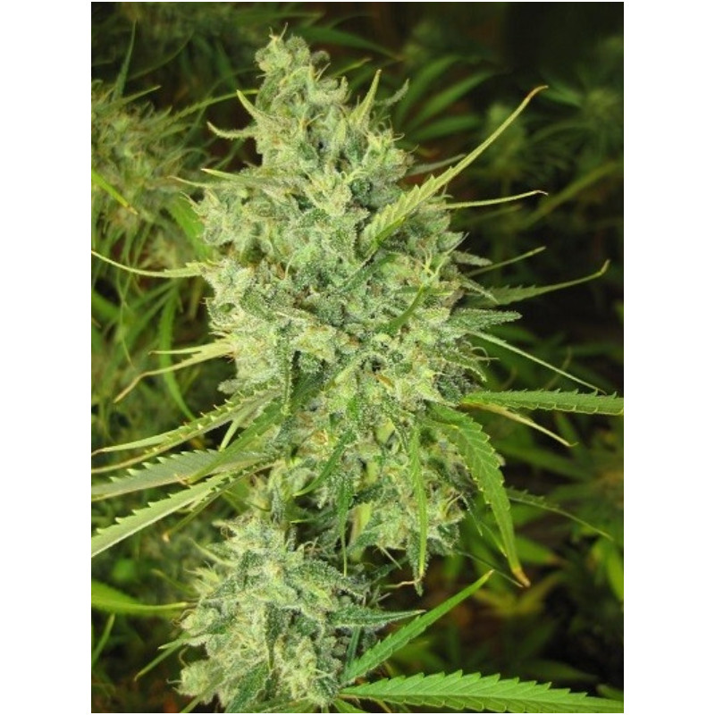 malawi-fem1-izicbd.re-974