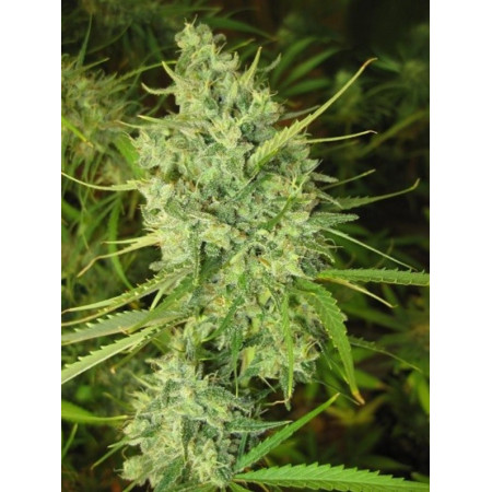 malawi-fem1-izicbd.re-974