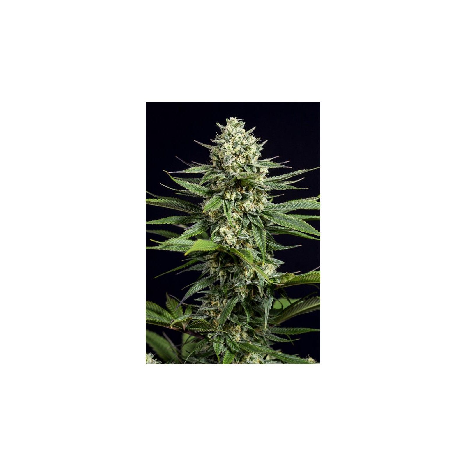 OG Kush CBD â - 1 OG Kush CBD â - 1