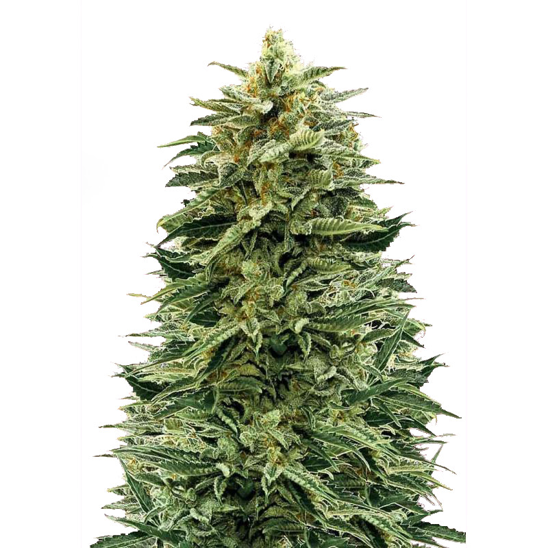 Amnesia Auto 1 Amnesia Auto 1
