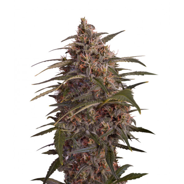 Moby Dick â™€  - 1