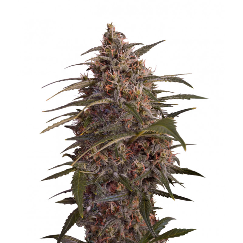 Moby Dick â™€  - 1