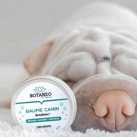 Baume CBD pour CHIENS â€“ BOTABALM BotanÃ©o - 2