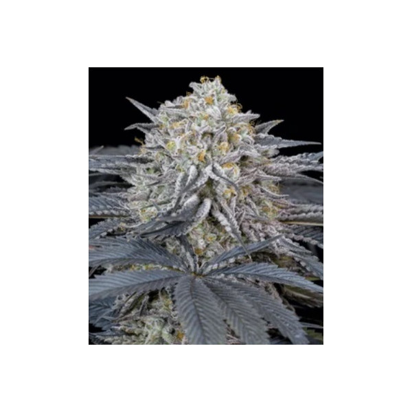 Watermelon Runtz â™€ 1