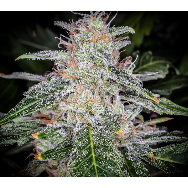 Blue Dream Auto - izi cbd