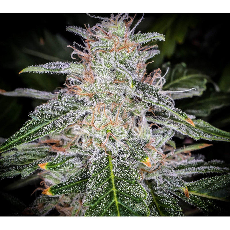 Blue Dream Auto - izi cbd Blue Dream Auto - izi cbd