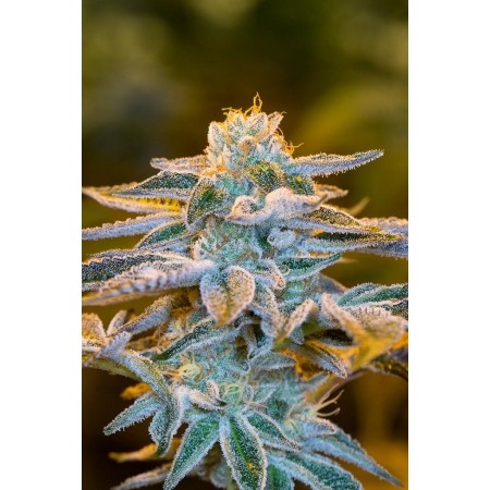 Do-Si-Dos Cake AUTO  - 1