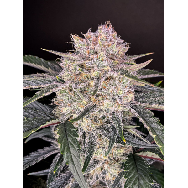 Strawberry Gorilla 1