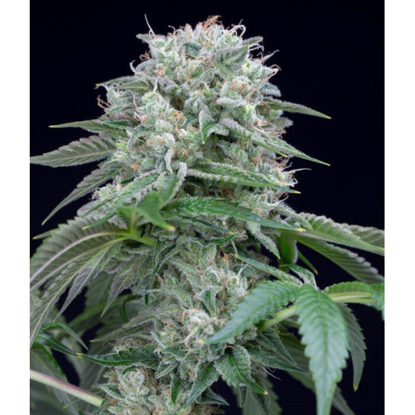 Starfire OG 1
