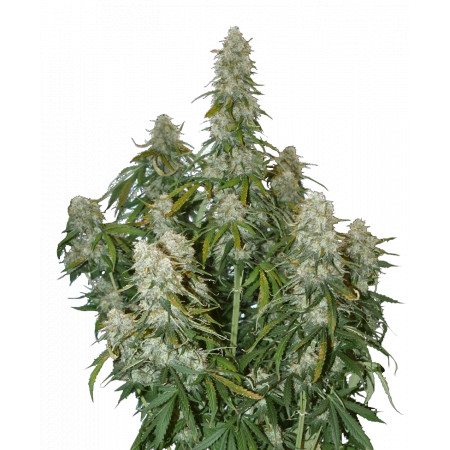 Big Bud AUTO  - 1