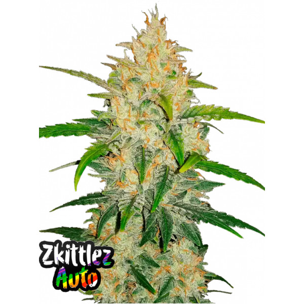 Zkittlez auto fast24