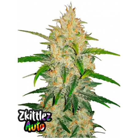 Zkittlez auto fast24