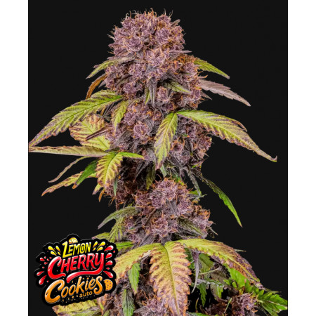 Lemon Cherry Cookies Auto 1